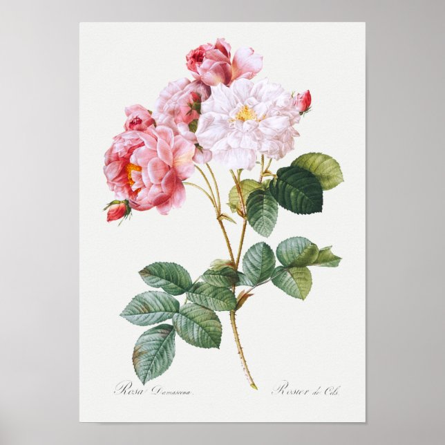 Affiche Rosa Damascena (Devant)