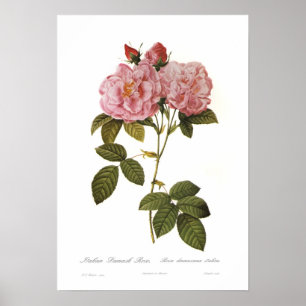 Affiche Rosa damascena italica