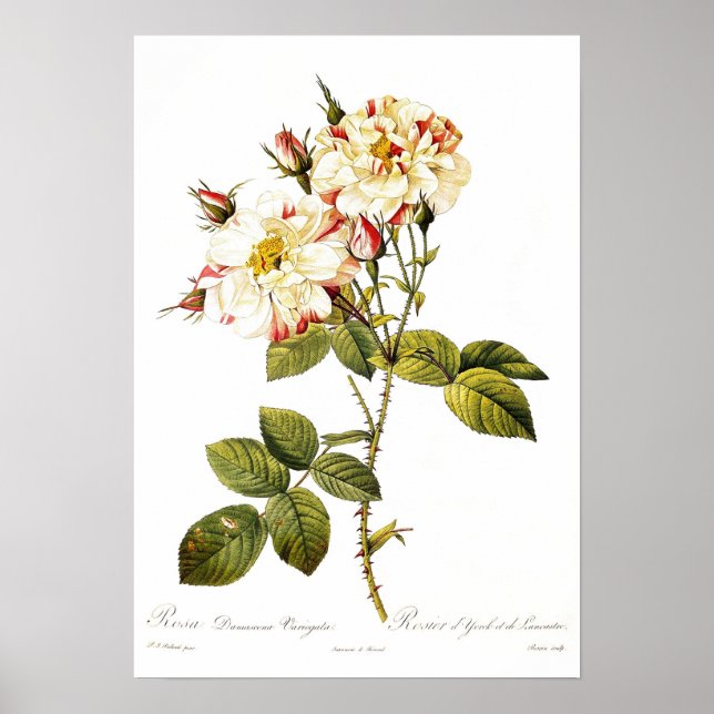 Affiche Rosa damascena variegata (Devant)