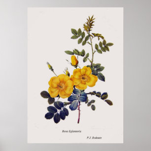 Affiche Rosa Eglanteria, roses sauvages, P. J. Redoute