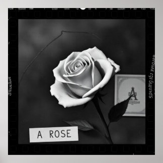Affiche Rosa en blanco y negro estilo negativo de película