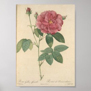 Affiche Rosa Gallica Officinalis; Rosier des Apothicaires