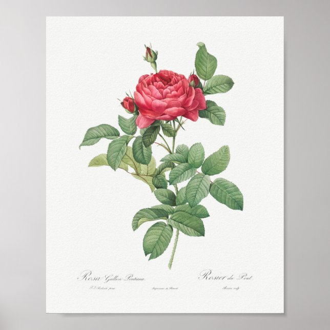 Affiche Rosa Gallica Pontiana Vintage Floral Rose (Devant)
