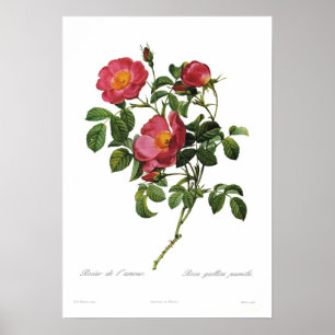 Affiche Rosa gallica pumila par Pierre-Joseph Redoute