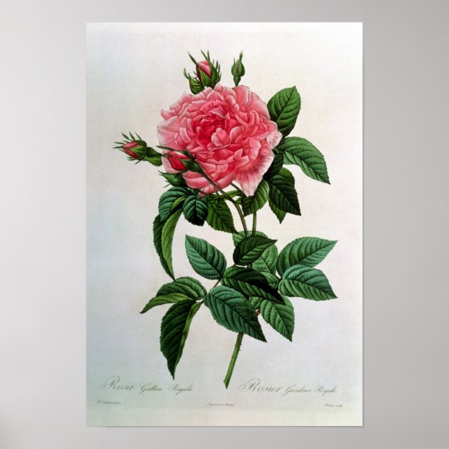 Affiche Rosa Gallica Regallis (Devant)