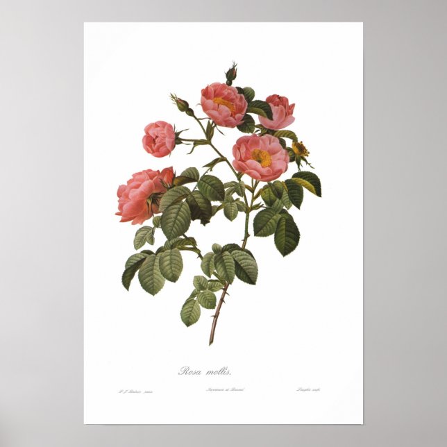 Affiche Rosa mollis par Pierre-Joseph Redoute (Devant)