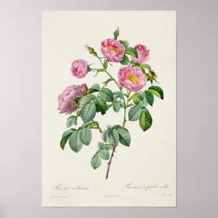 Affiche Rosa Mollissima, de 'Les Roses