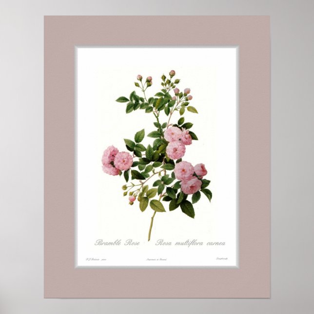 Affiche Rosa multiflora, Bordure personnalisée (Devant)