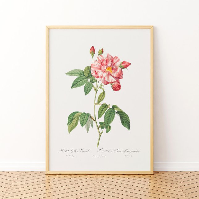 Affiche Rosa Mundi Vintage Floral Rose Rose français (Créateur téléchargé)