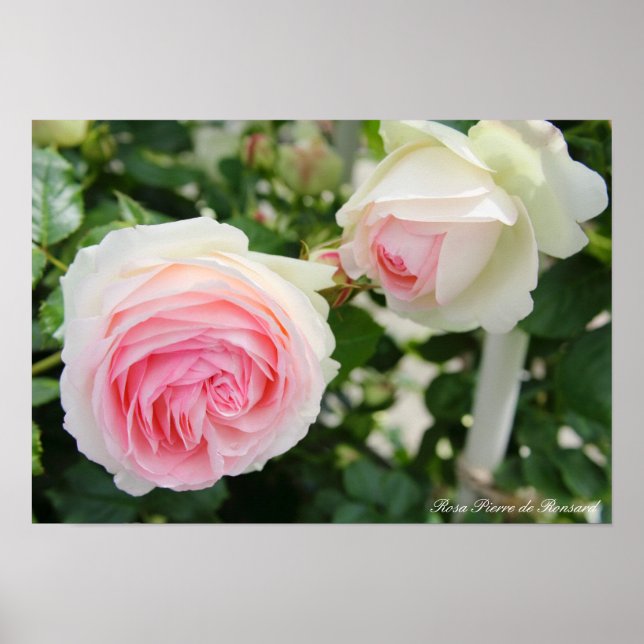 Affiche Rosa Pierre de Ronsard (Devant)