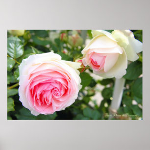 Affiche Rosa Pierre de Ronsard [Affiche]