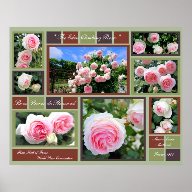 Affiche Rosa Pierre de Ronsard [Affiche d'art] (Devant)
