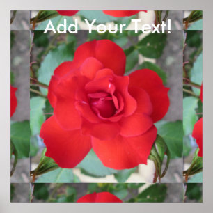 Affiche Rosa Roja Flor