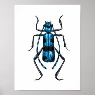 Affiche Rosalia Alpina beetle