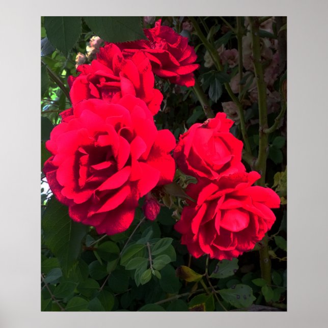 Affiche Rosarium de Red Roses (Devant)
