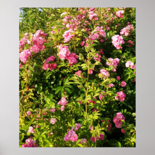 Affiche Rosarium fleuri