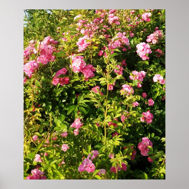 Affiche Rosarium fleuri (Devant)
