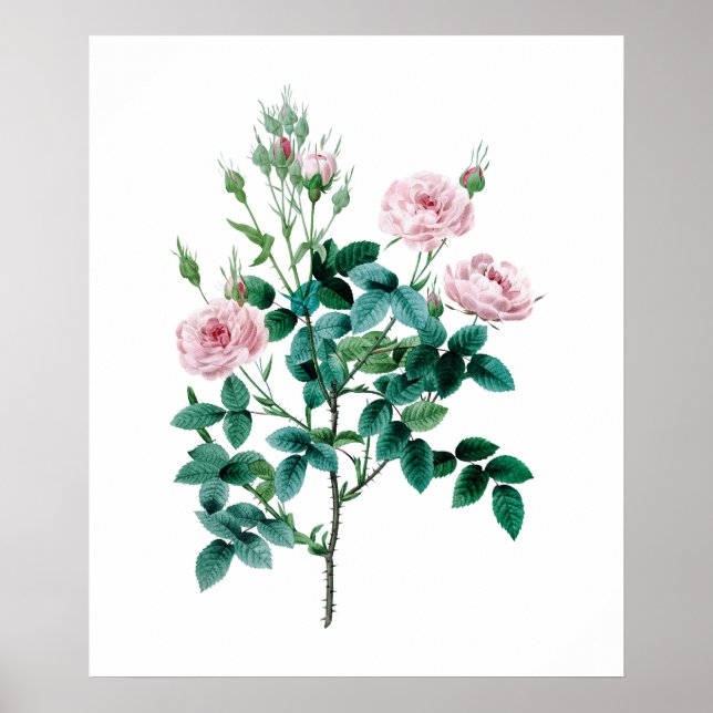 Affiche rose (Devant)