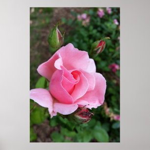 Affiche rose