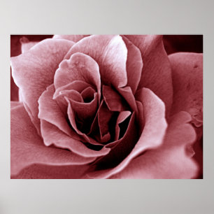 Affiche Rose