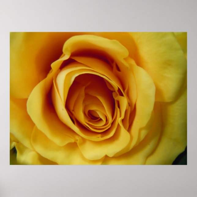 Affiche Rose (Devant)