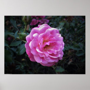 Affiche Rose,