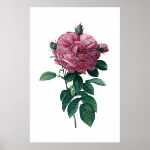 Affiche rose