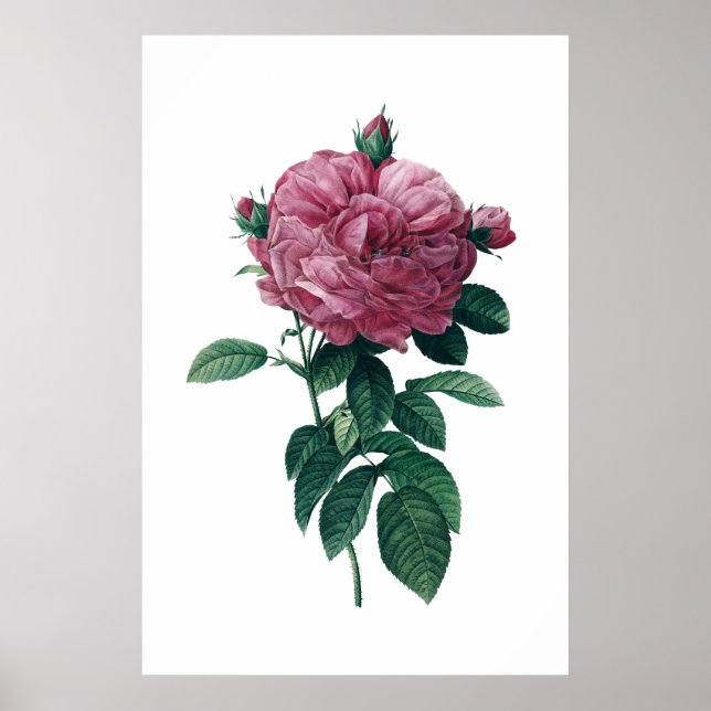 Affiche rose (Devant)