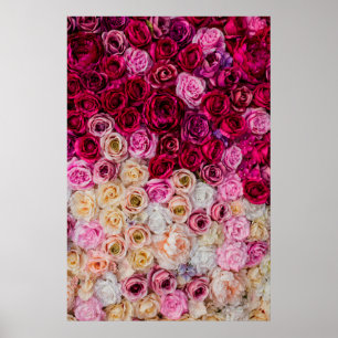 Affiche Rose