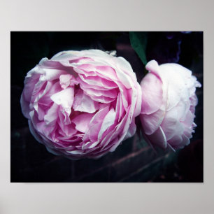 Affiche Rose