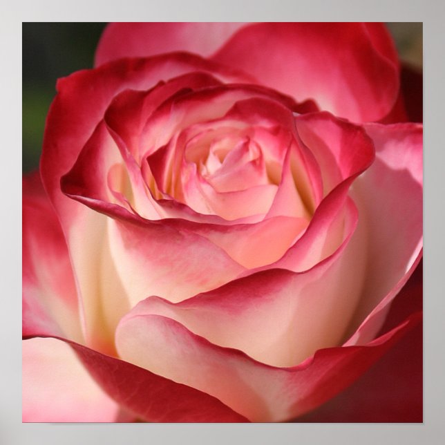 Affiche Rose (Devant)