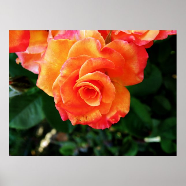 Affiche rose (Devant)