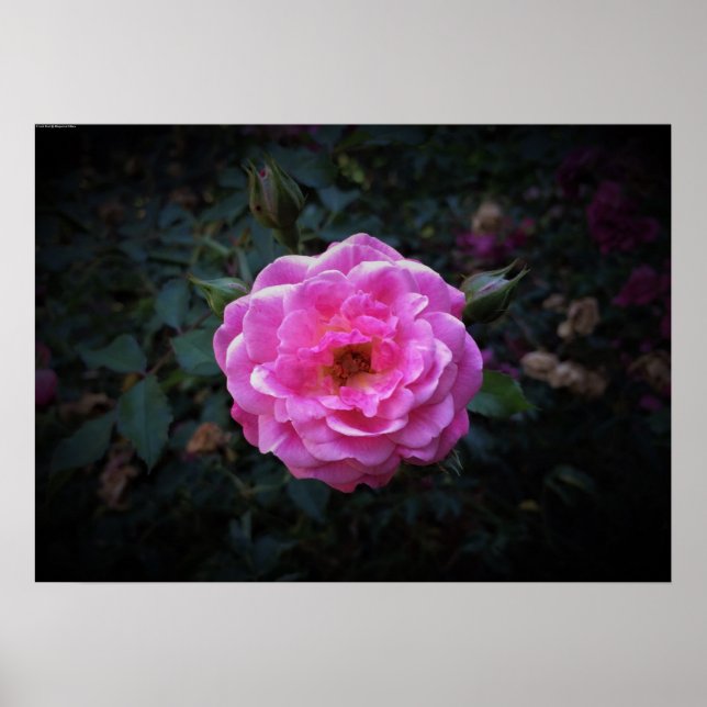 Affiche Rose, (Devant)