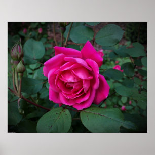 Affiche Rose,