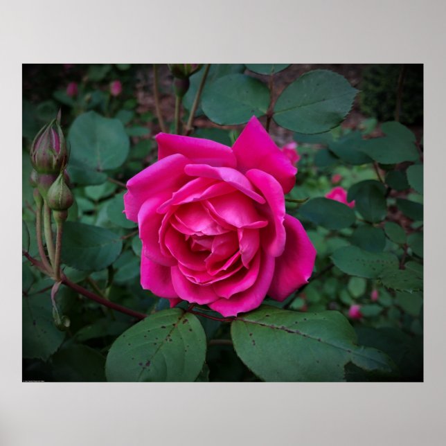 Affiche Rose, (Devant)
