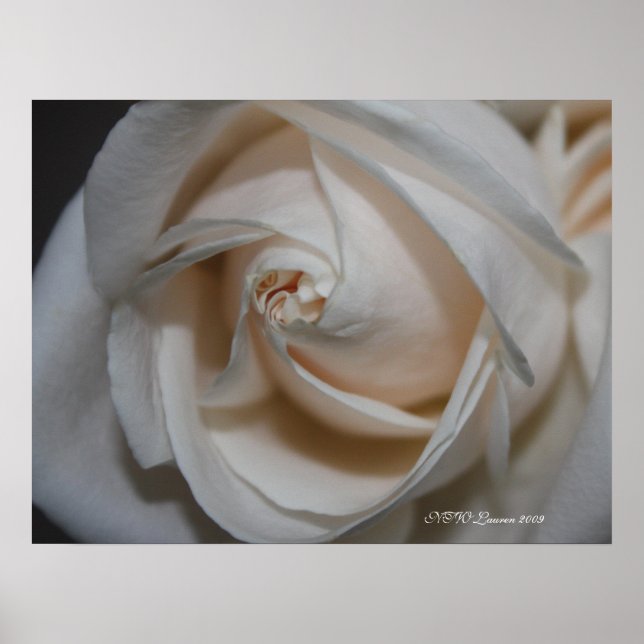 Affiche Rose 13 (Devant)