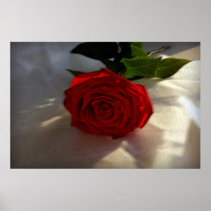 Affiche rose à crépuscule