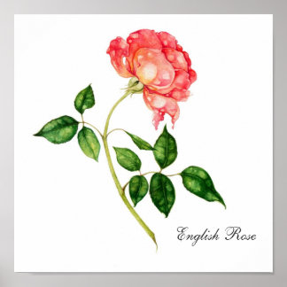 Affiche Rose anglaise