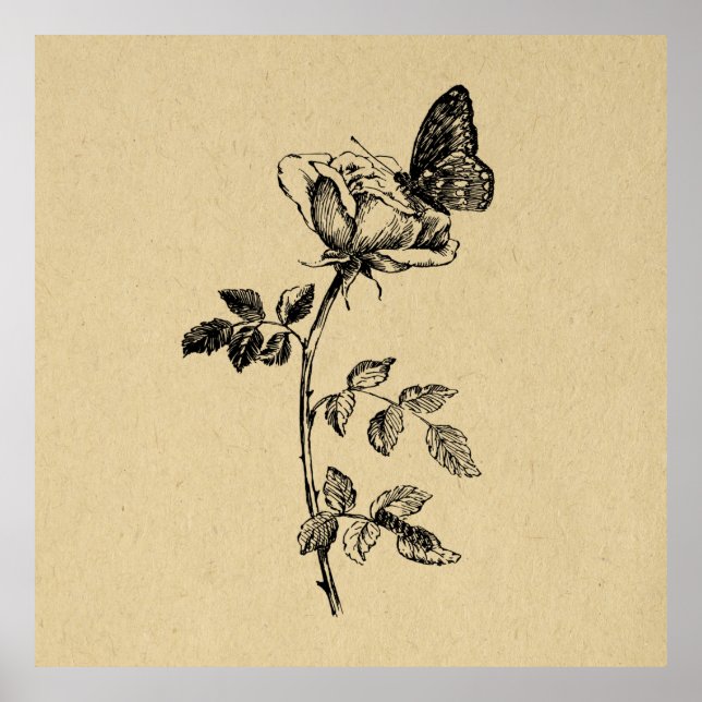 Affiche Rose avec Papillon Vintage Art (Devant)
