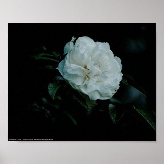Affiche Rose blanche (Devant)