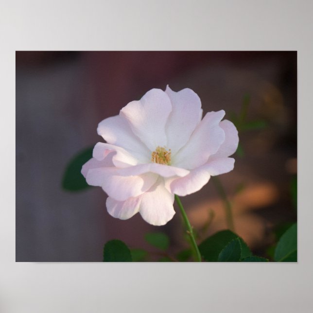 Affiche Rose blanche (Devant)