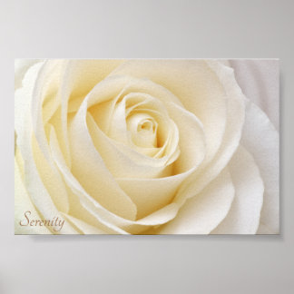 Affiche Rose blanche