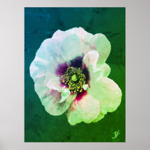 Affiche Rose blanche avec cœur sombre - peinture à l'huile