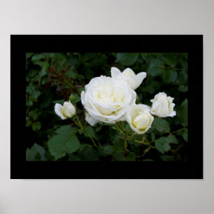 Affiche Rose blanche avec quatre rosebules blancs