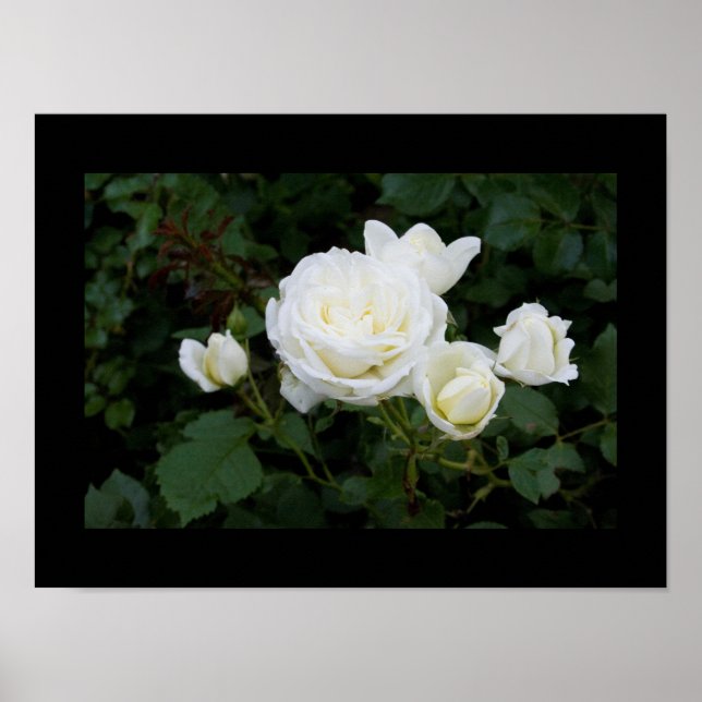 Affiche Rose blanche avec quatre rosebules blancs (Devant)