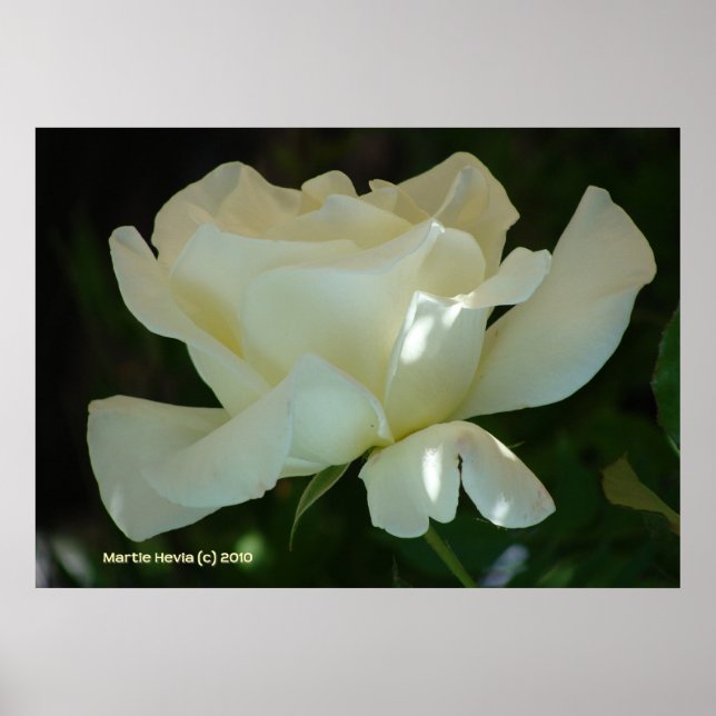 Affiche Rose blanche Ballerina (Devant)