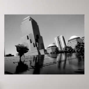 Affiche Rose blanche du souvenir