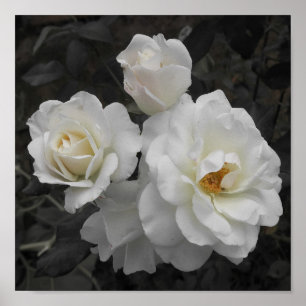 Affiche rose blanche en gris