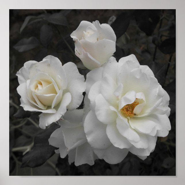 Affiche rose blanche en gris (Devant)