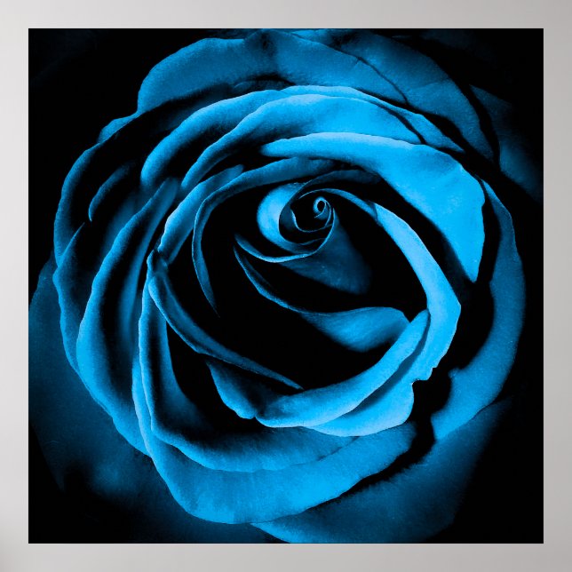 Affiche Rose bleu (Devant)
